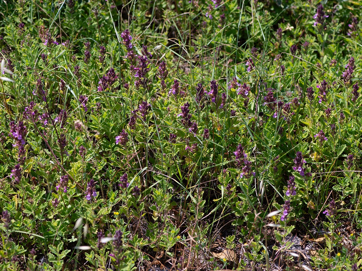 Habitat